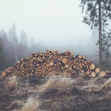 wood_pile.jpg